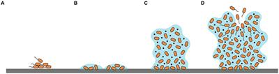 Efflux pumps as potential targets for biofilm inhibition